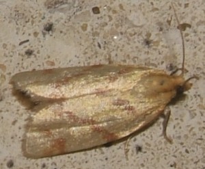1970 Tortricidae, Clepsis pallidana 2007.08.18 (2p).jpg