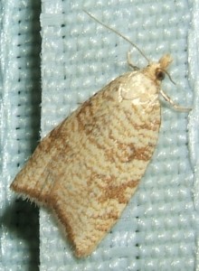 2140 Tortricidae tortricinae tortricini Aleimma loeflingiana 2008.06.24 (1p).jpg