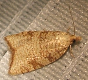 2140 Tortricidae tortricinae tortricini Aleimma loeflingiana 2008.06.24 (3p).jpg