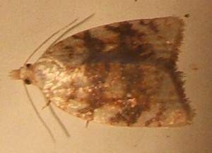 2140 Tortricidae, tortricinae  tortricini, Aleimma loeflingiana 2007.06.10 (1p).jpg