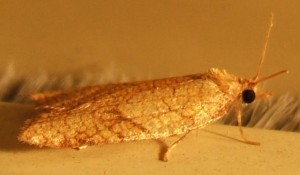 2147 Tortricidae, tortricinae, Acleris rhombana 2006.10.17 (4p).jpg