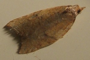 2147 Tortricidae, tortricinae, Acleris rhombana 2006.10.17 (6p).jpg