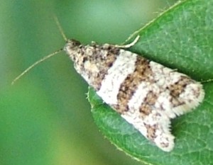 2175 tortricidae chlidanotinae Isotrias rectifasciana 2008.05.14 (1p).jpg
