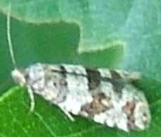 2175 tortricidae chlidanotinae Isotrias rectifasciana 2008.05.14 (2p).jpg