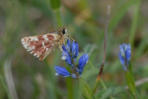 Liste 2046 Spialia sertorius Vogel Gerard Brouennes 55 04052007.JPG