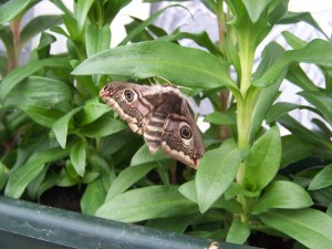 100_2239b.jpg