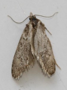 Copie de IMG_1923.jpg