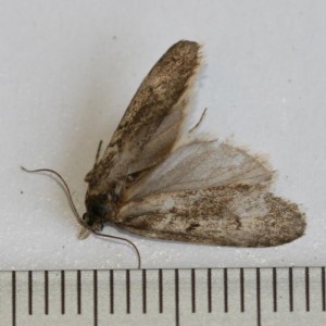 Copie de IMG_1908.jpg