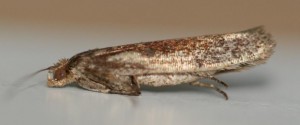 Copie de IMG_1946.jpg