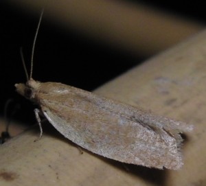 Celypha rufana... cc ... 2009.06.24 (1p).jpg