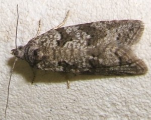 2026 Tortricidae, Cnephasia communana 2007.05.08 (2p).jpg