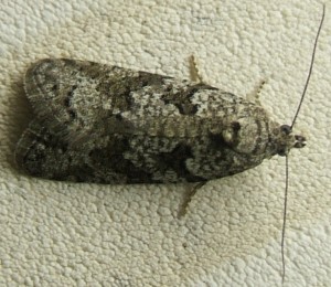 2026 Tortricidae, Cnephasia communana 2007.05.08 (3p).jpg