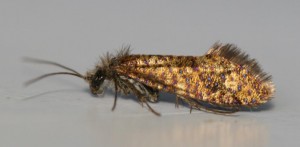 Copie de IMG_2259.jpg