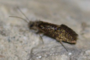 Eriocrania sparrmannella 1...2010.04.15 (1p).jpg