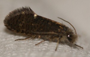 Eriocrania sparrmannella 2 2010.04.15 (2b).jpg