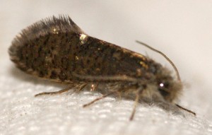 Eriocrania sparrmannella 2 2010.04.15 (2bpr).jpg