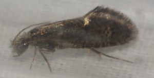 Eriocrania sparrmannella ou semipurpurella 2 capturé 2010.04.15 (6b).jpg