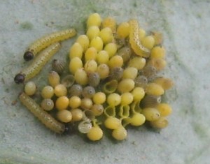 Pieris brassicea Aarts Tineke 46 200808.jpg