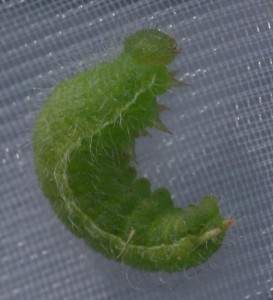 chenille verte ptéro.. pp.jpg