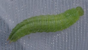 chenille verte ptero... p.jpg