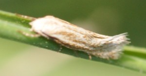 DSC01016 p.jpg