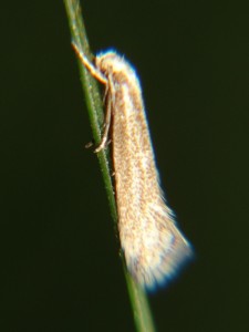 DSC00487.JPG