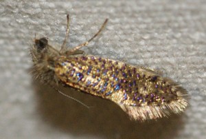 micro clair points bleus p.jpg