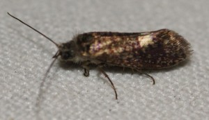micro marron pigmenté clair 2p.jpg