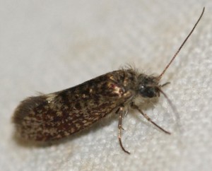 micro marron pigmenté clair p.jpg