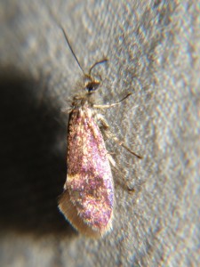 DSC00583.JPG