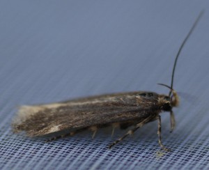 micro marron point blanc marginal profil p.jpg