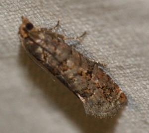 micro taches orange et noir voir Gravitarmata margarotana.jpg