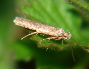 Agonopterix (2).JPG