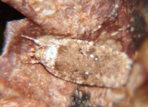Agonopterix (1).JPG