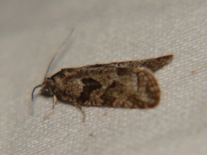 DSC00179.JPG