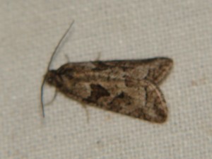 DSC00182.JPG