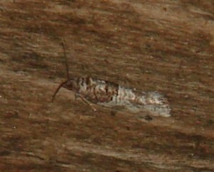 DSC00261.JPG