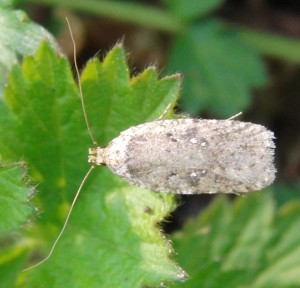agonopterix p.jpg