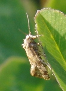 mini tortricidae (1p).jpg