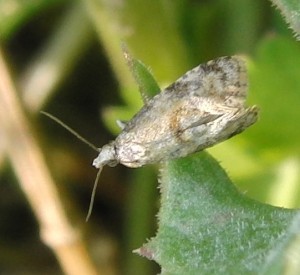 mini tortricidae (2p).jpg