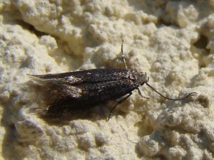 Copie de ph 104.jpg