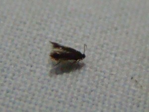Copie de ph 072.jpg