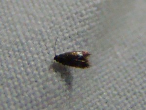 Copie de ph 080.jpg