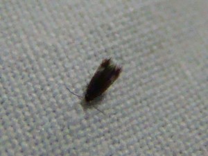 Copie de ph 082.jpg