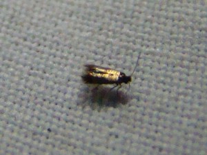 Copie de ph 086.jpg