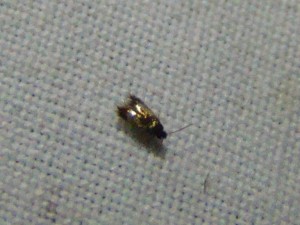 Copie de ph 088.jpg