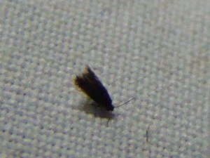 Copie de ph 089.jpg