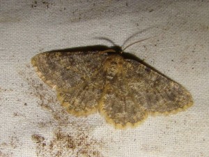 Copie de ph 085.jpg
