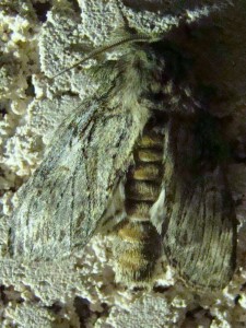 Copie de ph 188.jpg