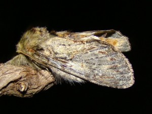 Copie de ph 194.jpg